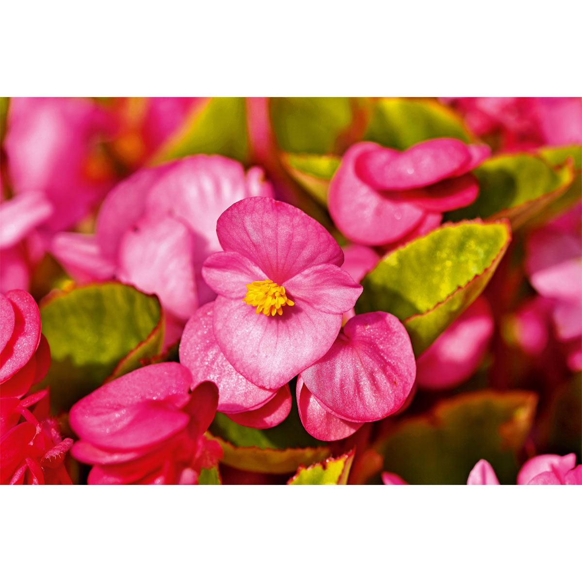 Plantiflor  Begonie Durchmesser 13 cm Bild 2