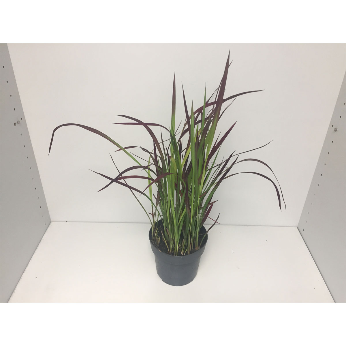 Plantiflor  Japanisches Blutgras Red Baron P14 Bild 1