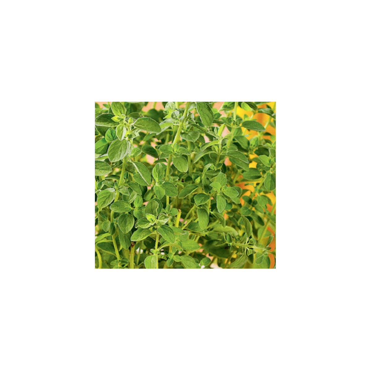 Plantiflor  Gourmetkräuter Oregano Topf Durchmesser 12 cm Bild 2