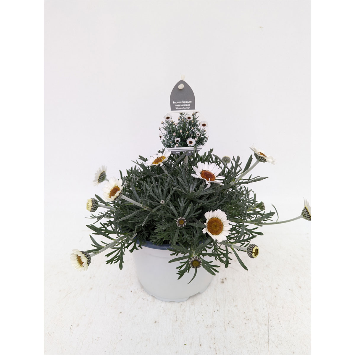 Plantiflor  Marokko Margerite African Serie Topf Durchmesser 17 cm Bild 2