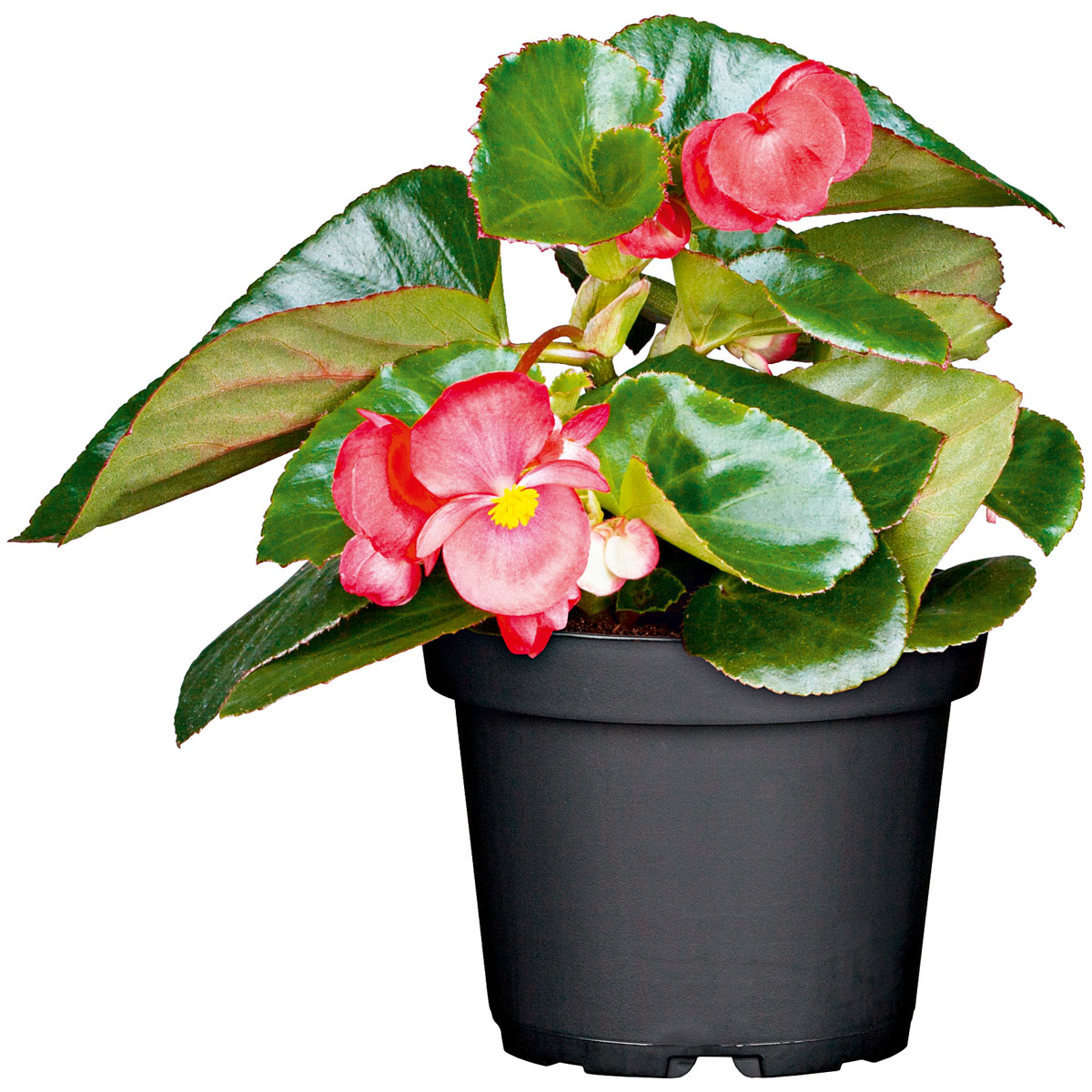 Plantiflor  Eisbegonie Topf Durchmesser 9 cm Bild 1