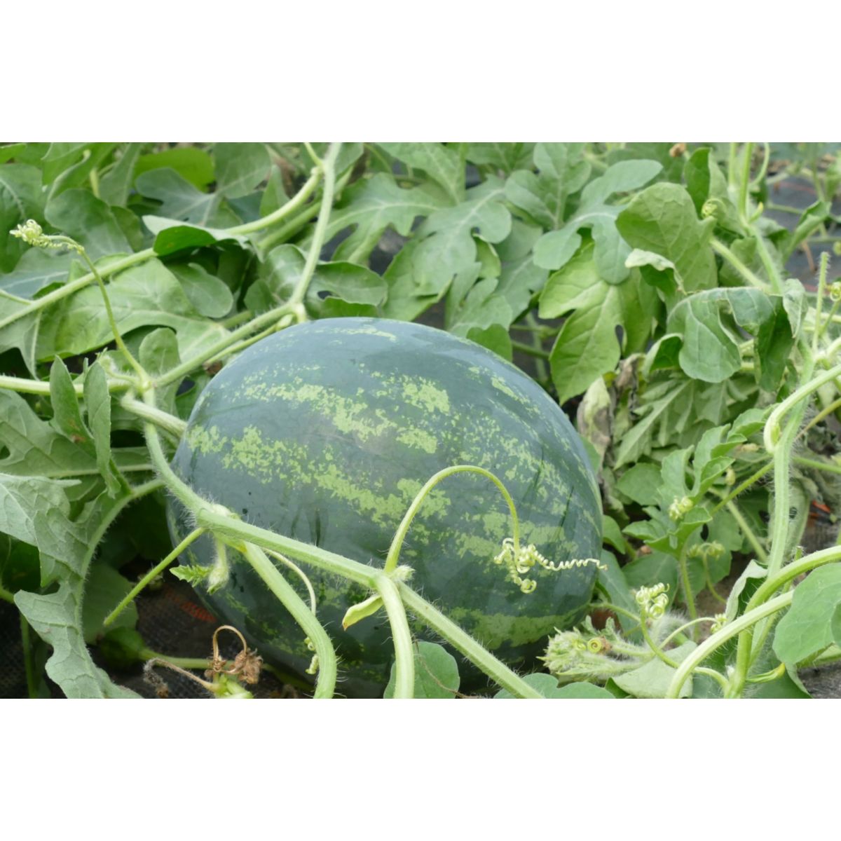 Plantiflor Wassermelone "Ingrid" Topf Durchmesser 11 cm