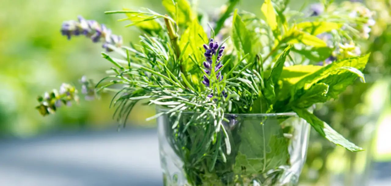 Nahaufnahme eines Glases voller frischer Kräuter und Lavendel.