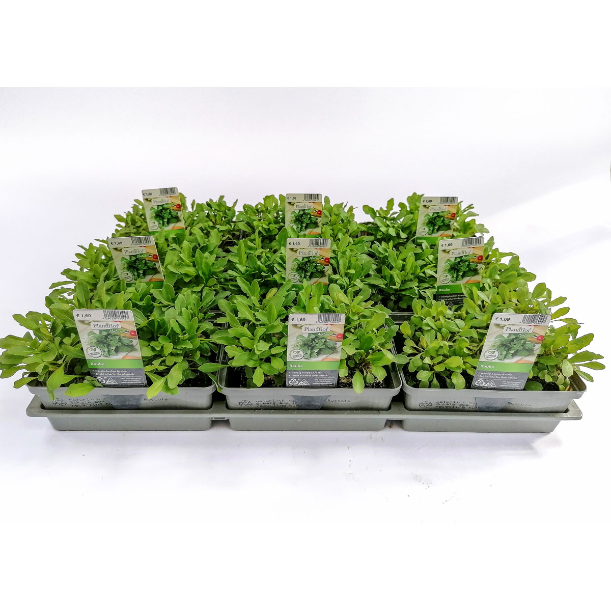 Plantiflor Ruccola 6er-Tray