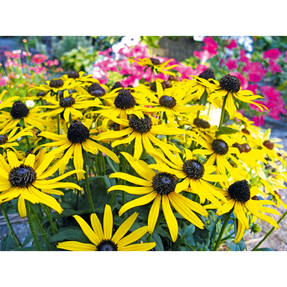 Plantiflor  Sonnenhut Goldsturm Topf Durchmesser 19 cm