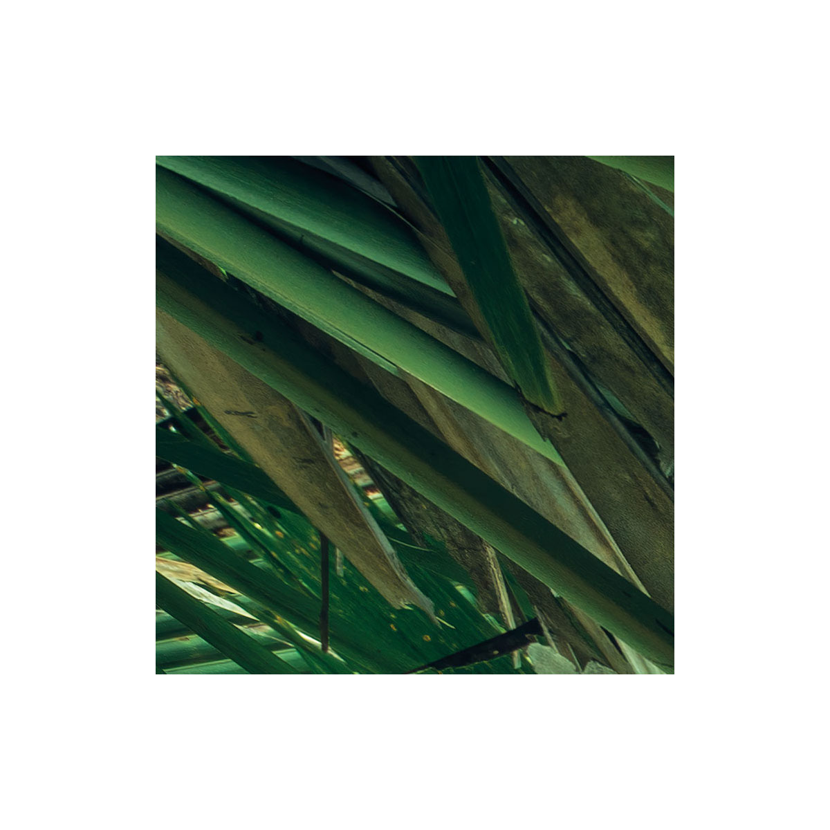 Komar  Vlies Fototapete Dschungeldach 450x280 cm Bild 5