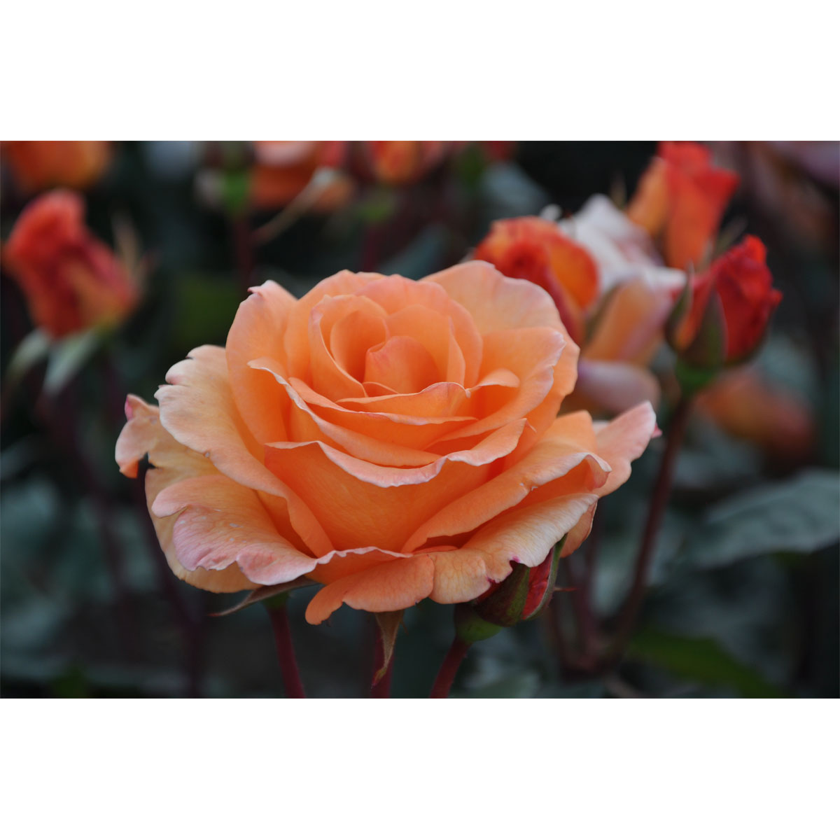 Plantiflor  Edelrose Orange Topf Durchmesser 19 cm