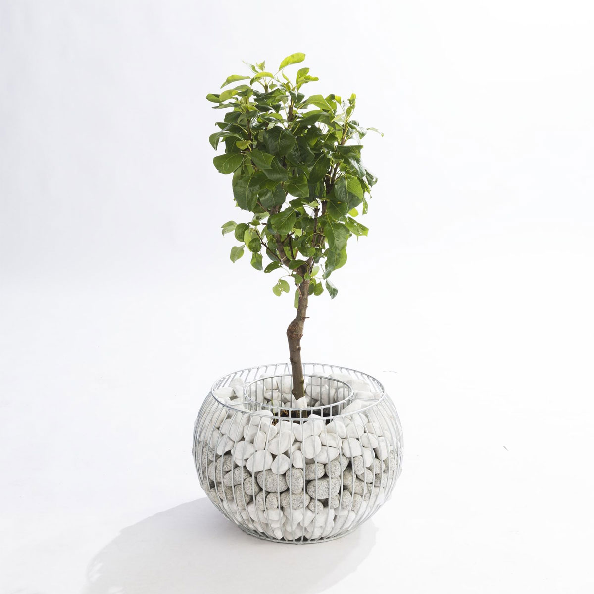 Wilk Gabionen-Pflanzgefäß Olympia M Bild 2