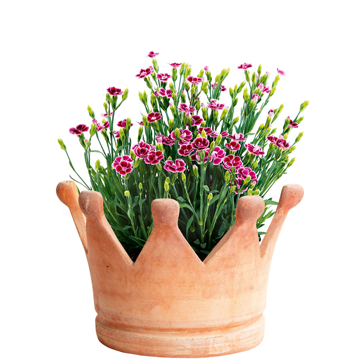 Haveson Pflanzschale Krone klein Bild 1