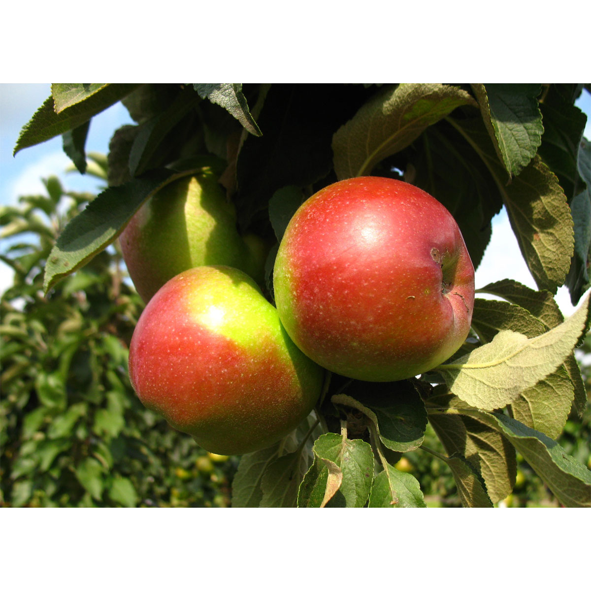 Säulenapfel Red River