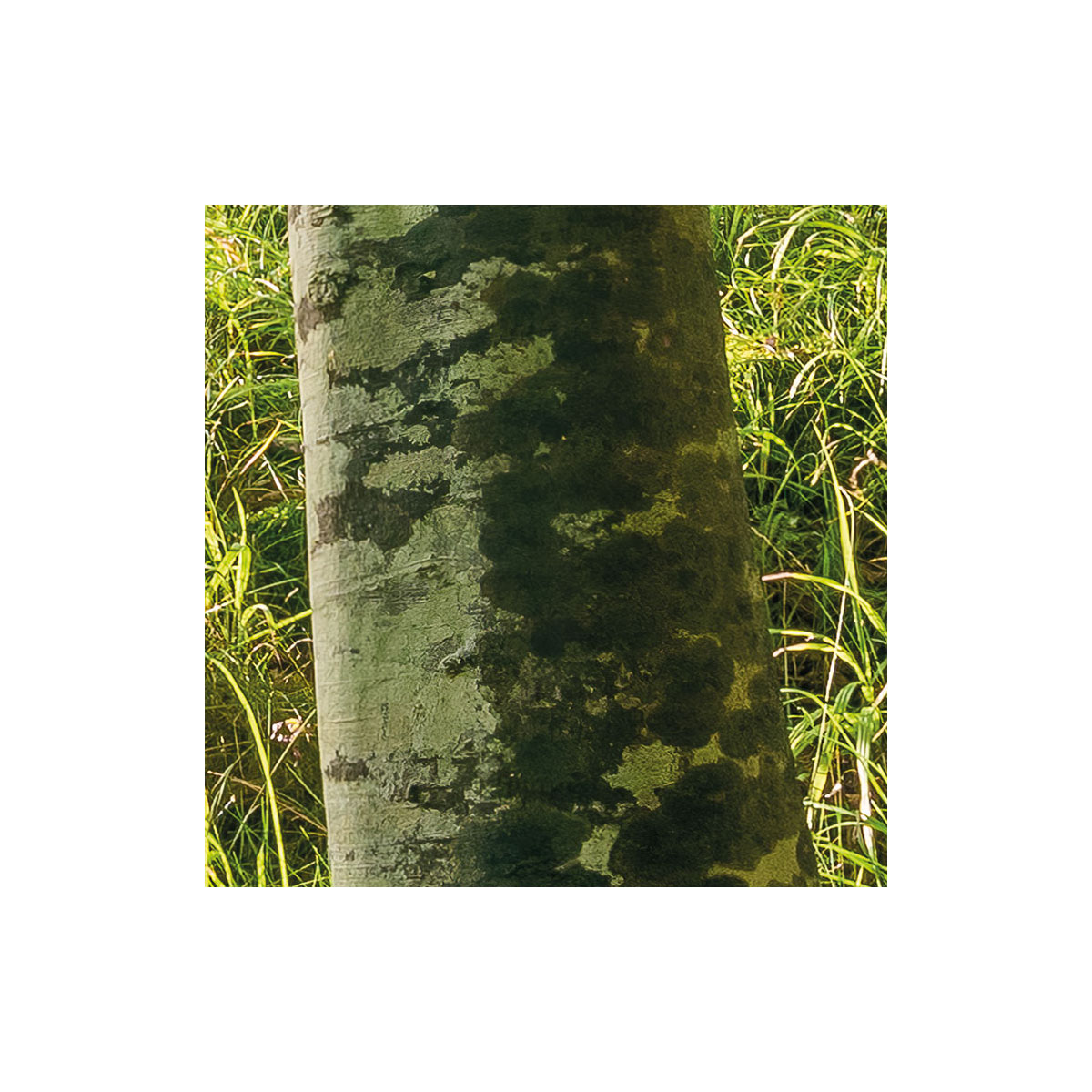 Komar  Vlies Fototapete Zauberhaftes Buchenspektakel 450x280 cm Bild 4