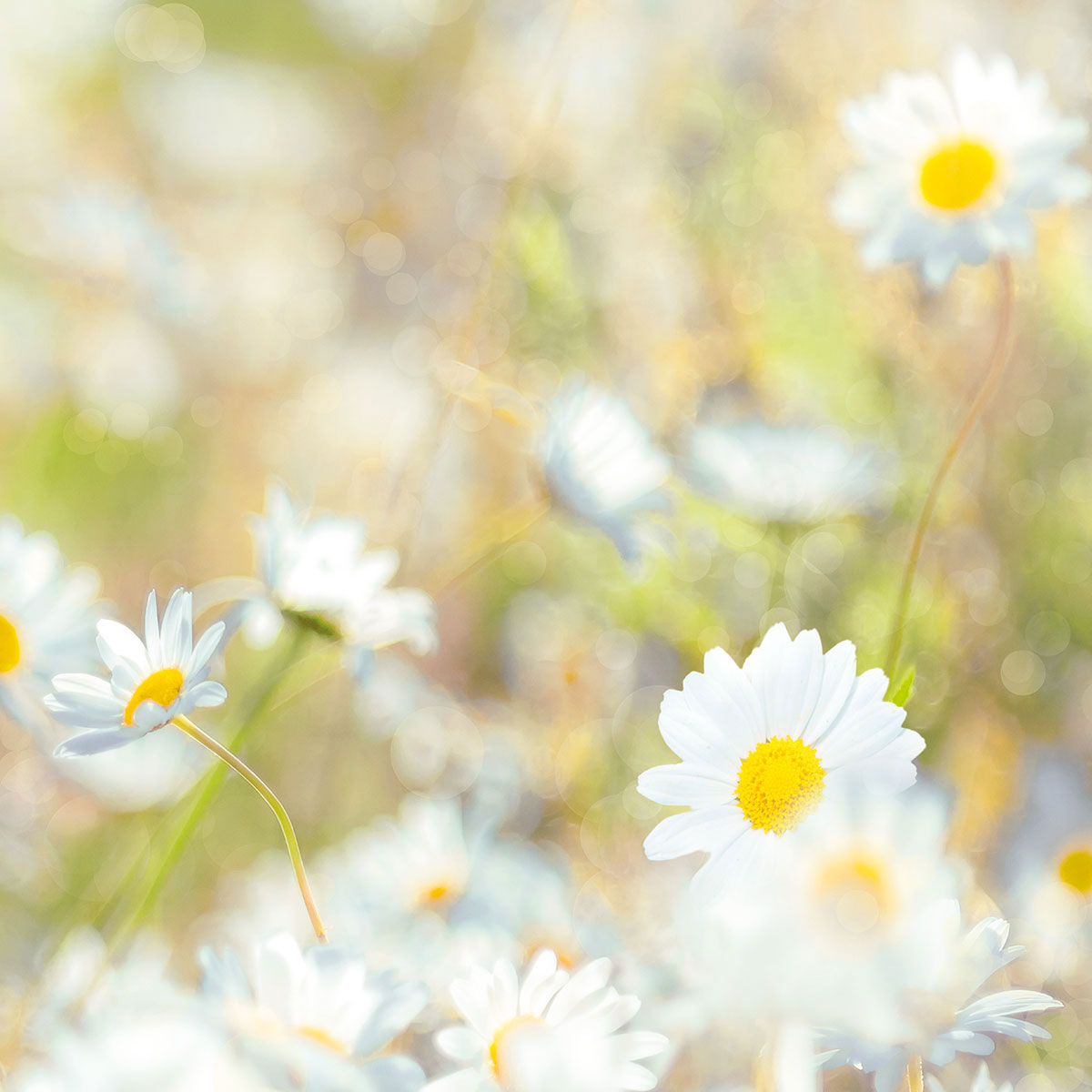 Komar  Papier Fototapete Daisies 368x254 cm Bild 8