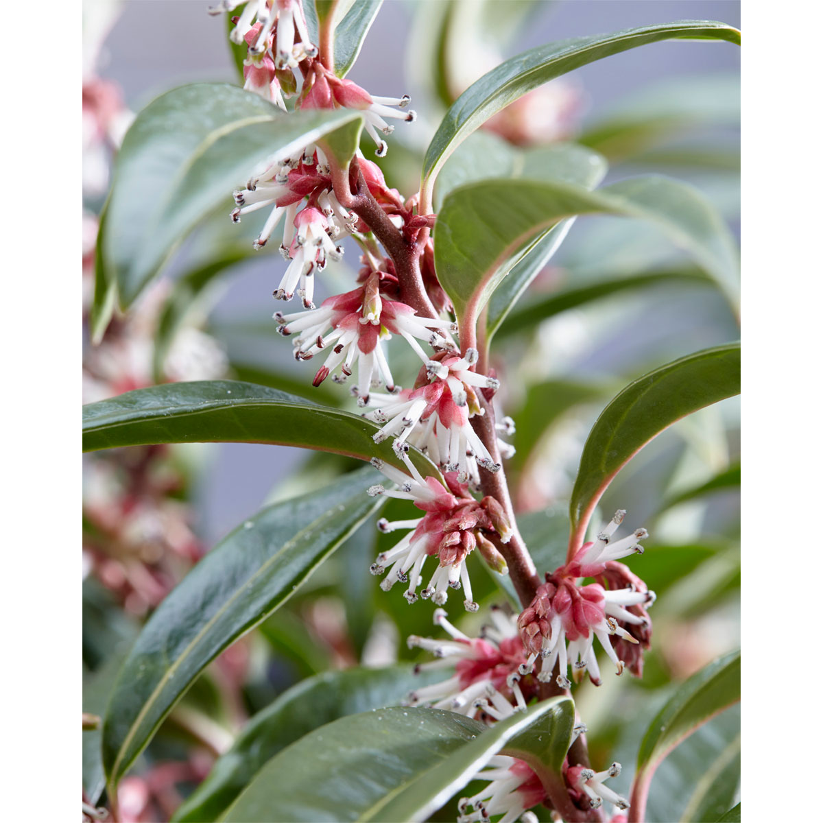 Plantiflor Fleischbeere Winter Gem Topf Durchmesser 15 cm