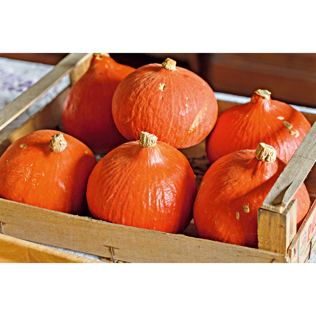 Plantiflor Bio Kürbis Hokkaido Topf Durchmesser 10,5 cm