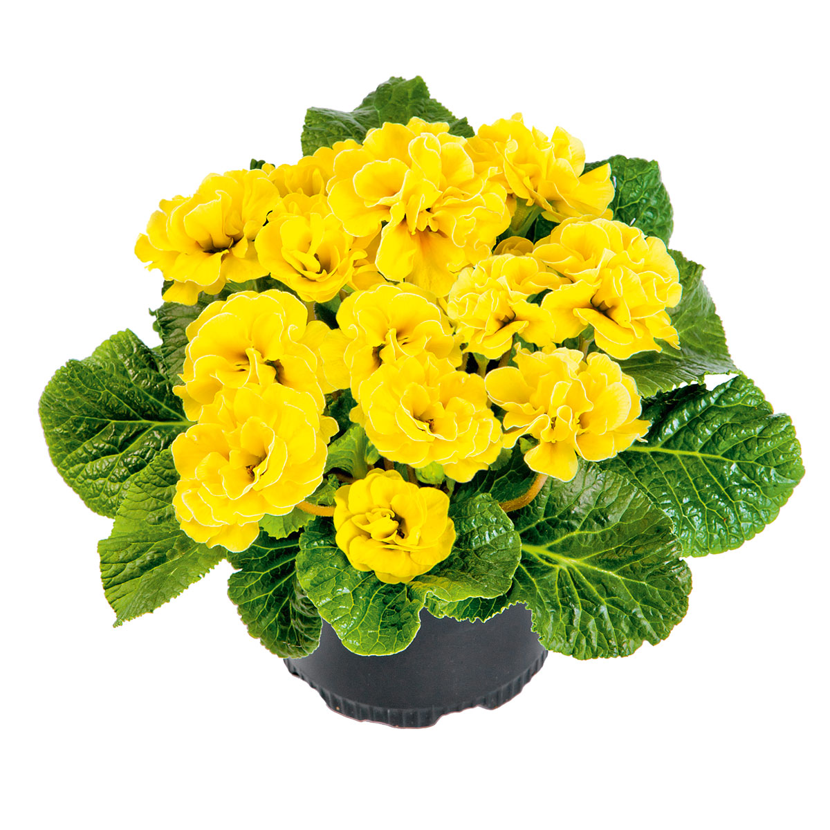 Plantiflor  Primel Topf Durchmesser 10,5 cm