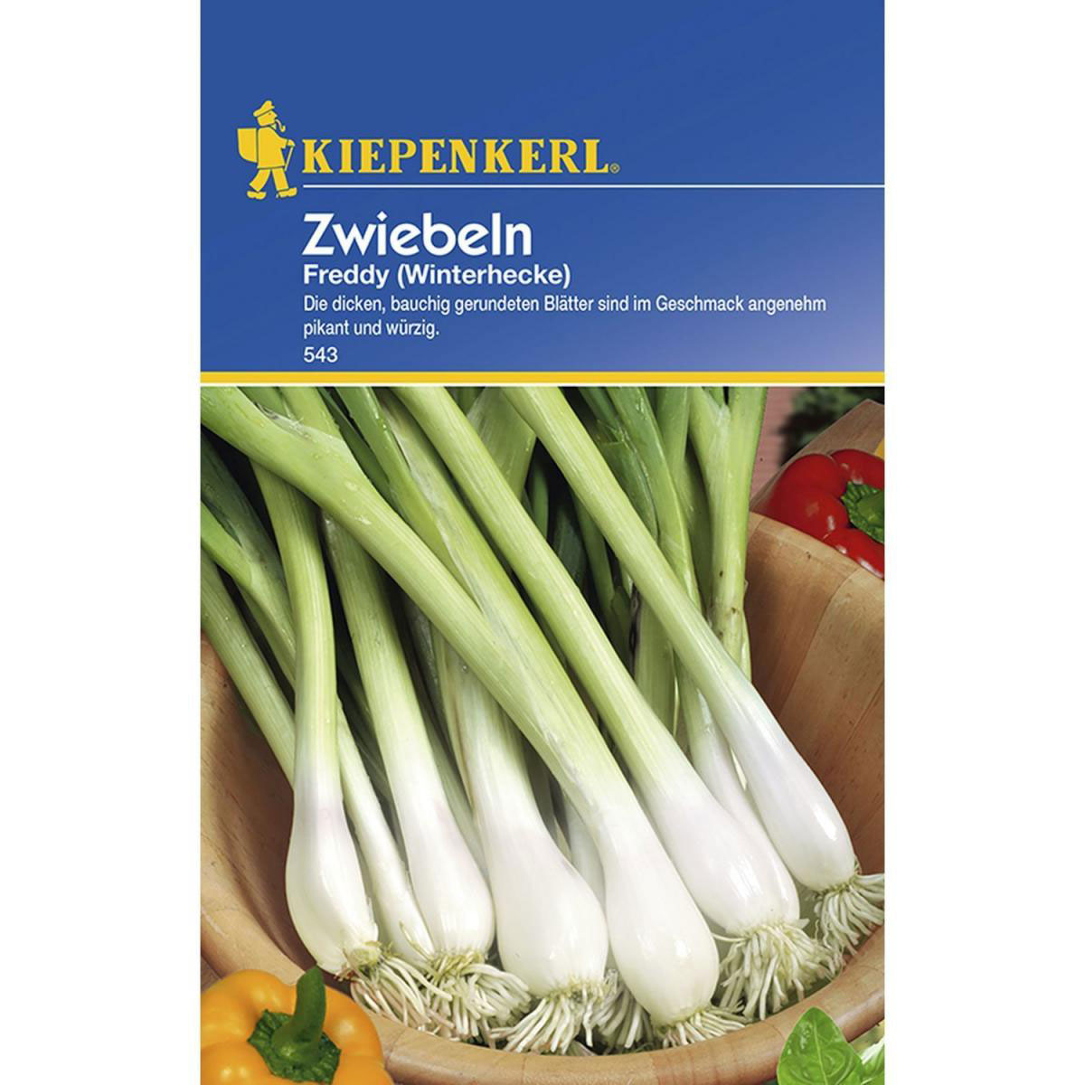 Kiepenkerl Zwiebeln Freddy Winterhecke