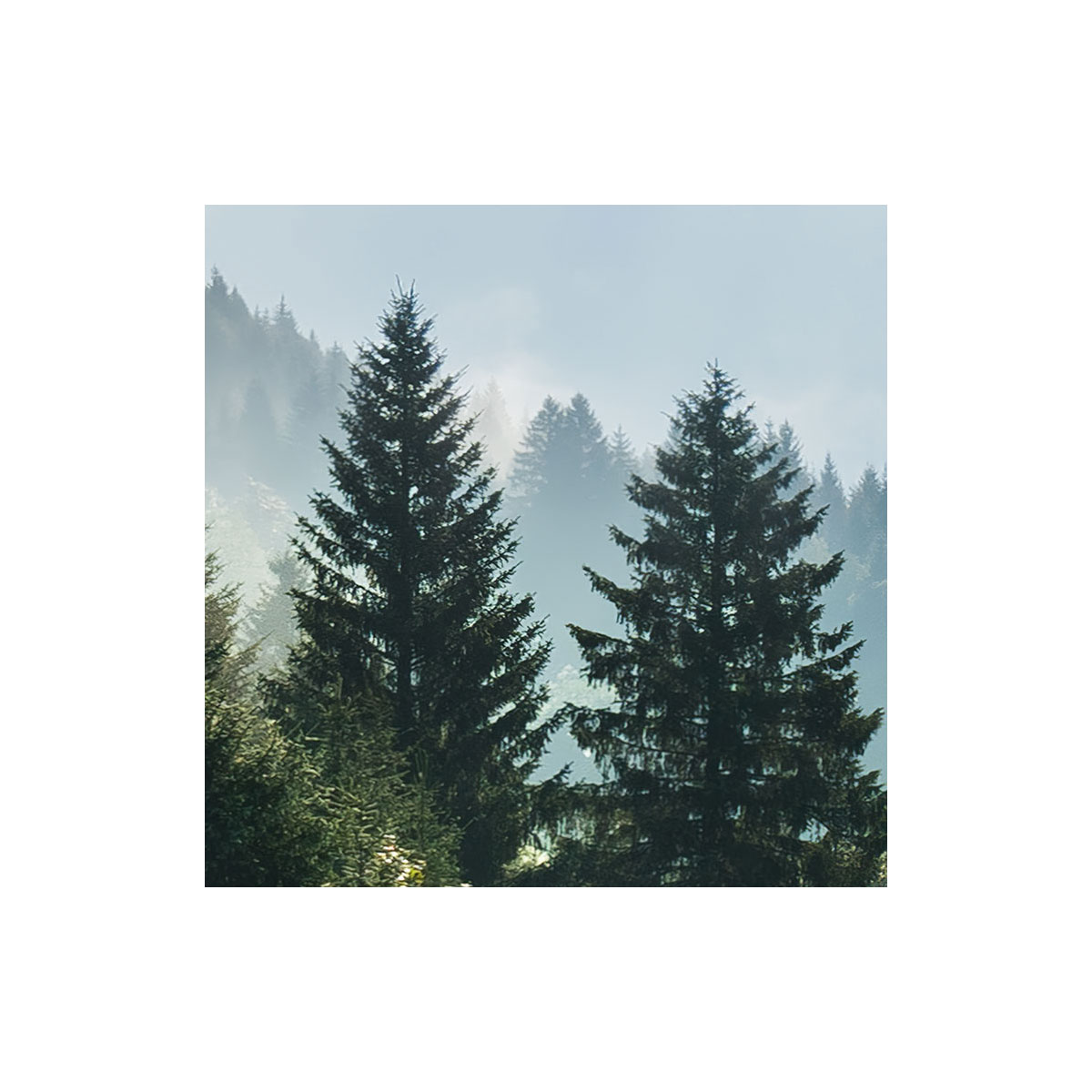 Komar  Vlies Fototapete Bergwiese vor Karwendel 450x280 cm Bild 3