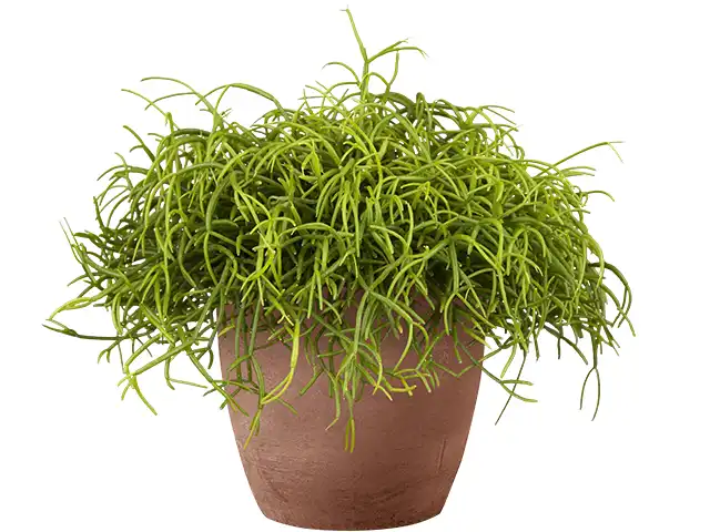 Rhipsalis