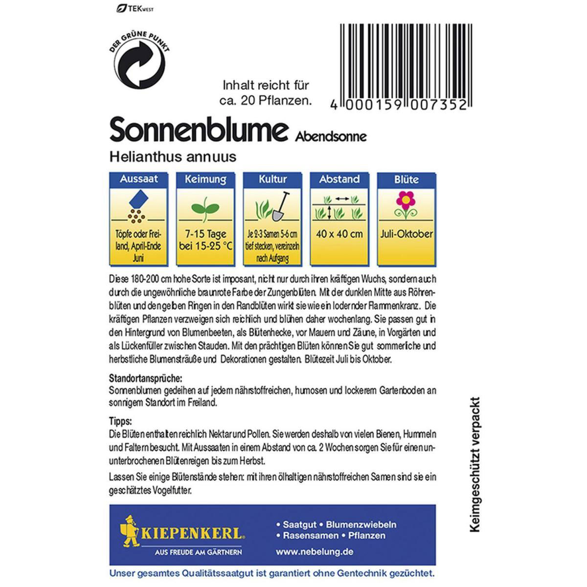 Kiepenkerl Sonnenblume Abendsonne Bild 2