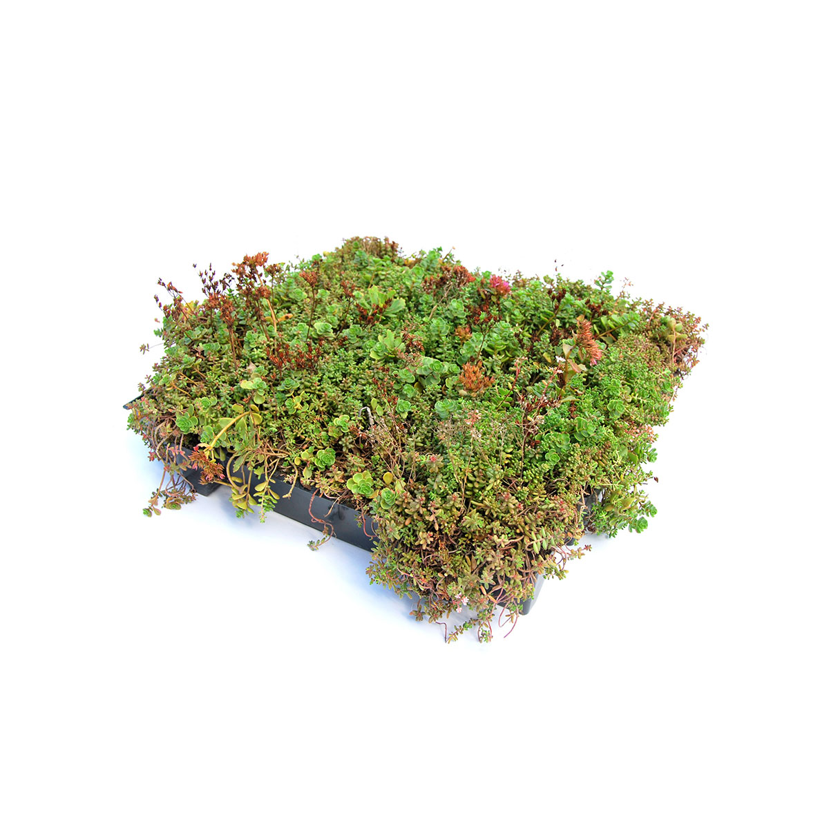 AboutGreen Gründachsystem Click und Go bis 15 Dachneigung 45 x 49,5 cm