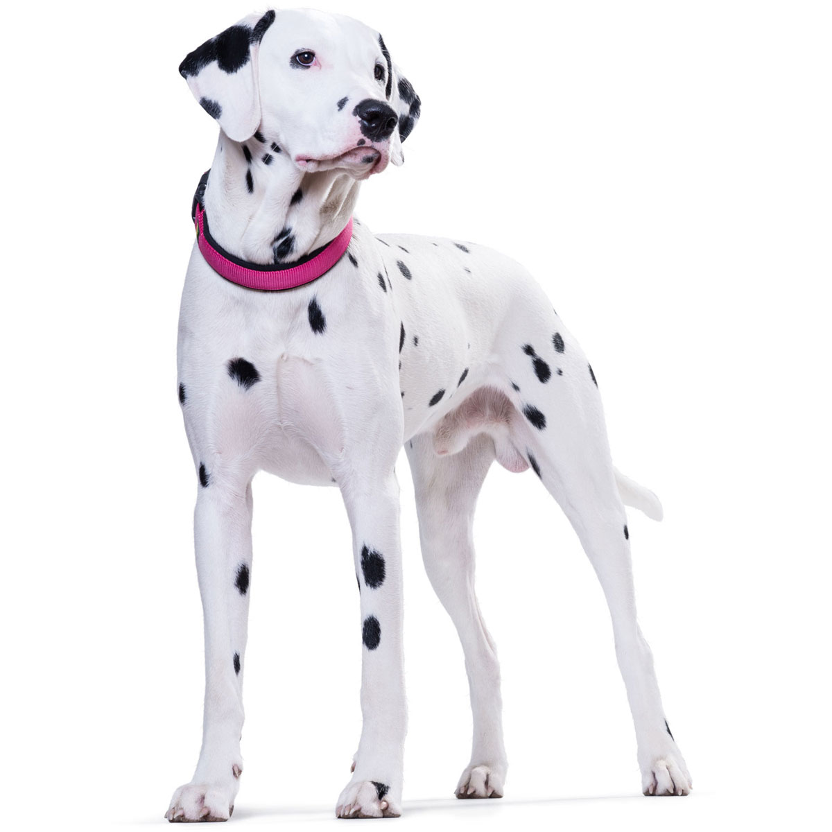 Hunter Halsung Neopren Vario Plus himbeer-schwarz Größe M Bild 2