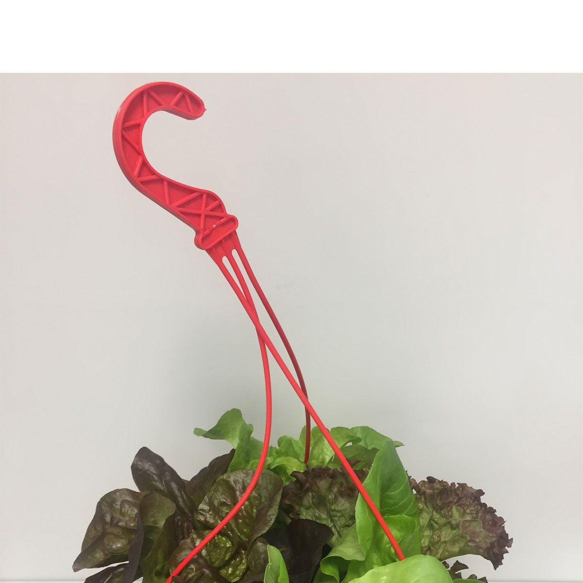 Plantiflor  Salatampel Pflück mich T25