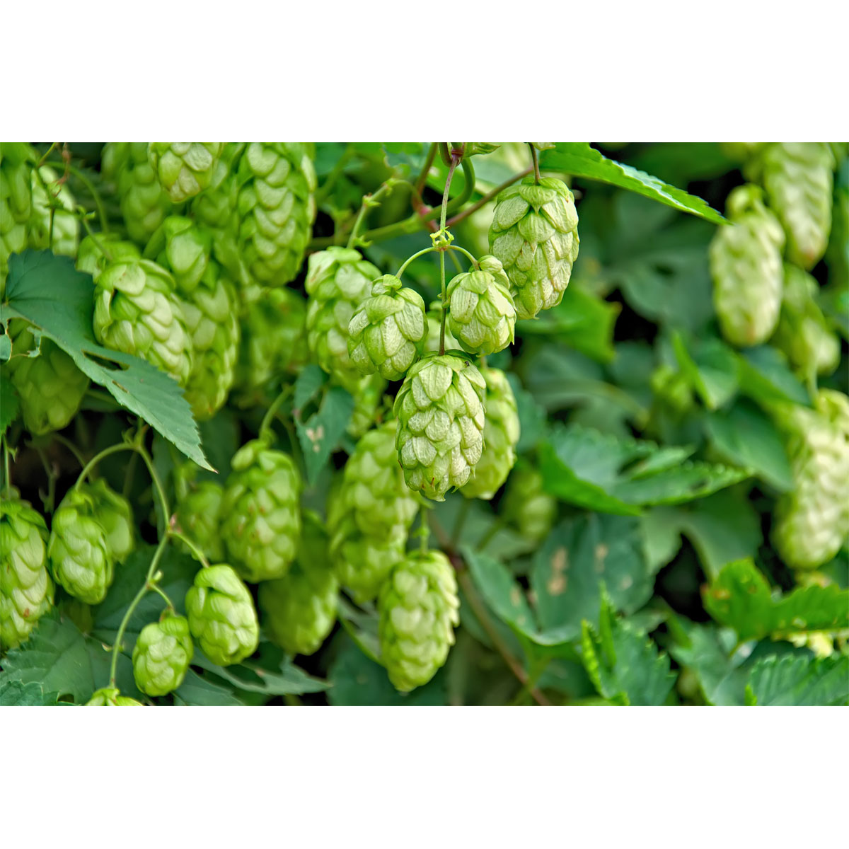 Plantiflor Echter Hopfen Topf Durchmesser 17 cm