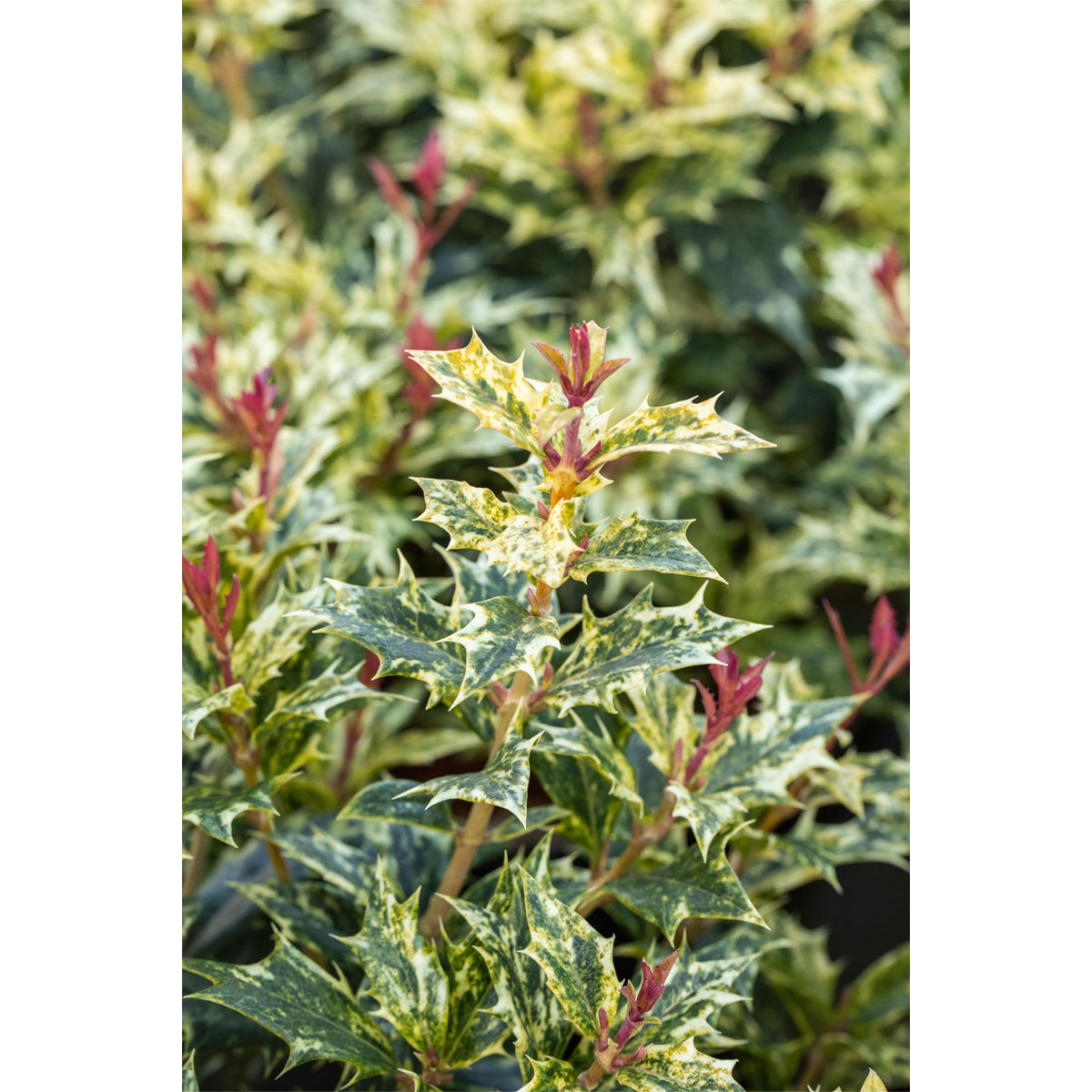 Plantiflor Stachelblättrige Duftblüte Tricolor Topf Durchmesser 15 cm