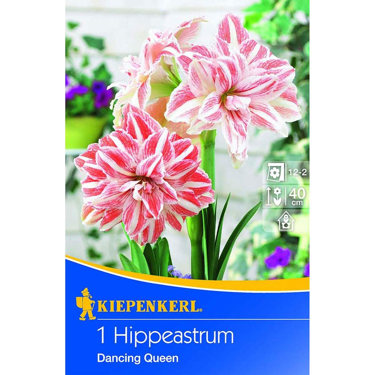 Kiepenkerl Amaryllis Hippeastrum weiß/ rot 1 Stk.