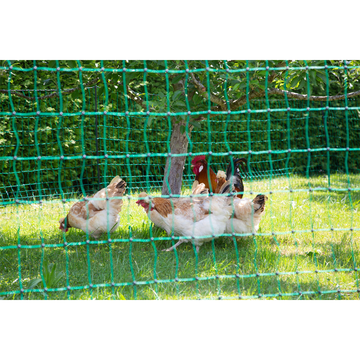 Geflügelnetz PoultryNet Doppelspitze 2500 x 106 cm dunkelgrün Bild 7