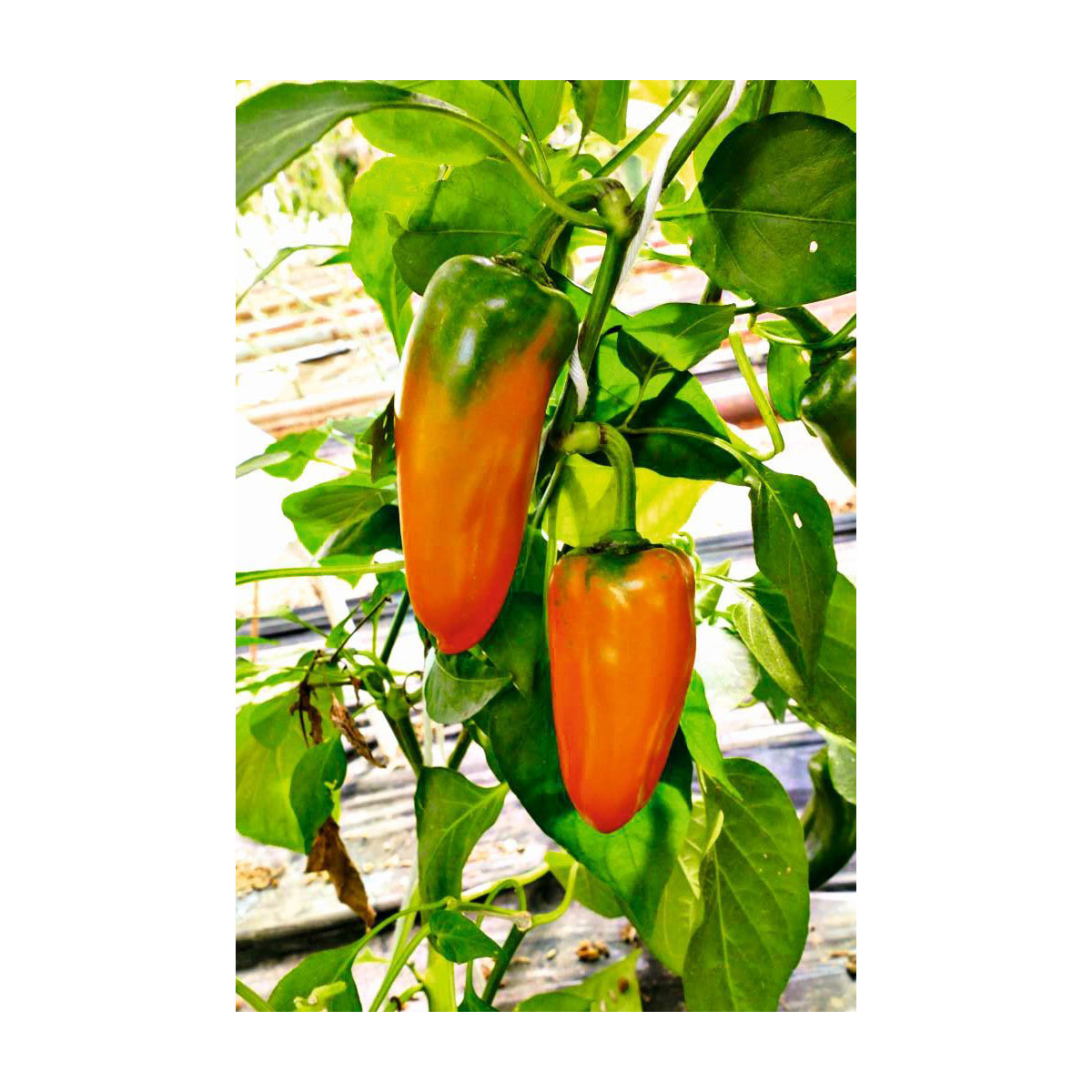 Plantiflor  Snackpaprika plastikfrei Topf 12 cm Bild 1