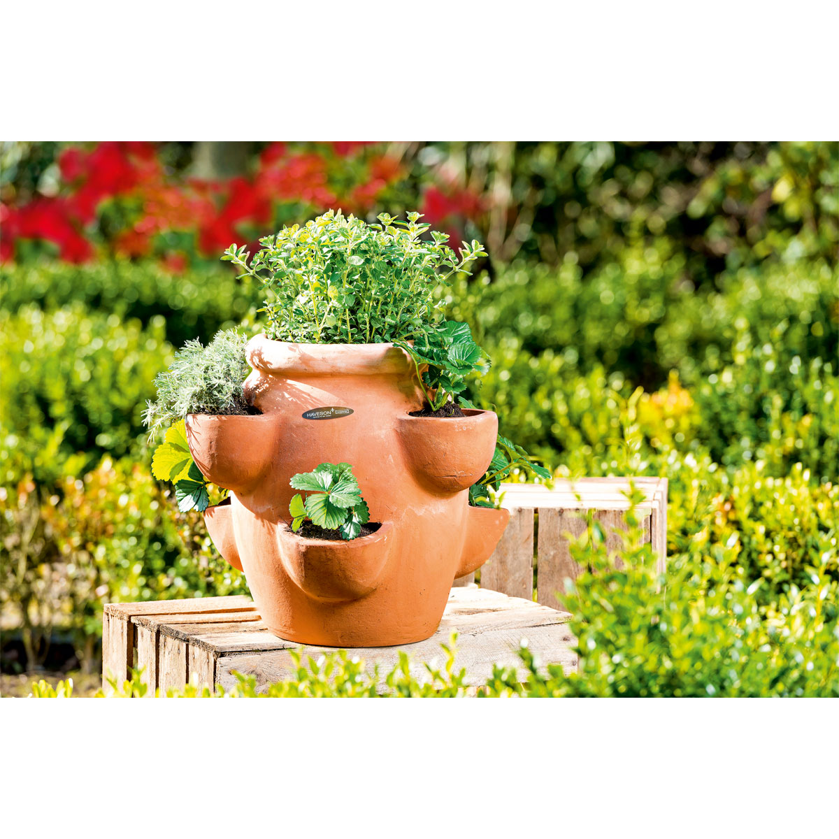 Haveson Erdbeer- und Kräutertopf Giardino Bild 5