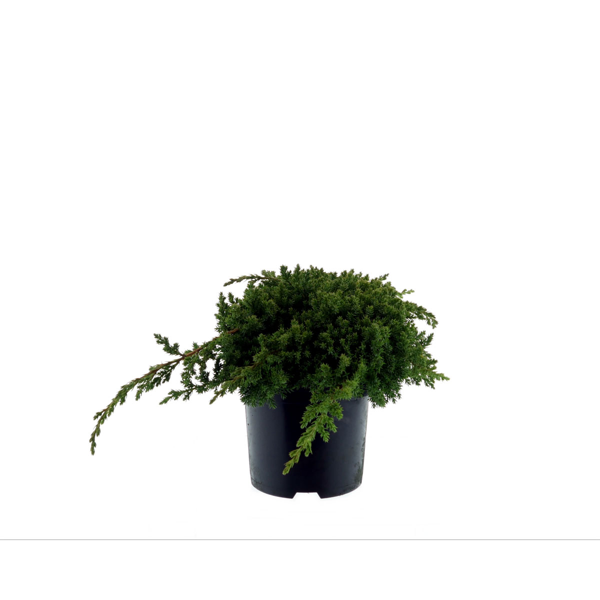 Plantiflor Niederer Zwergwacholder Nana Topf Durchmesser 17 cm