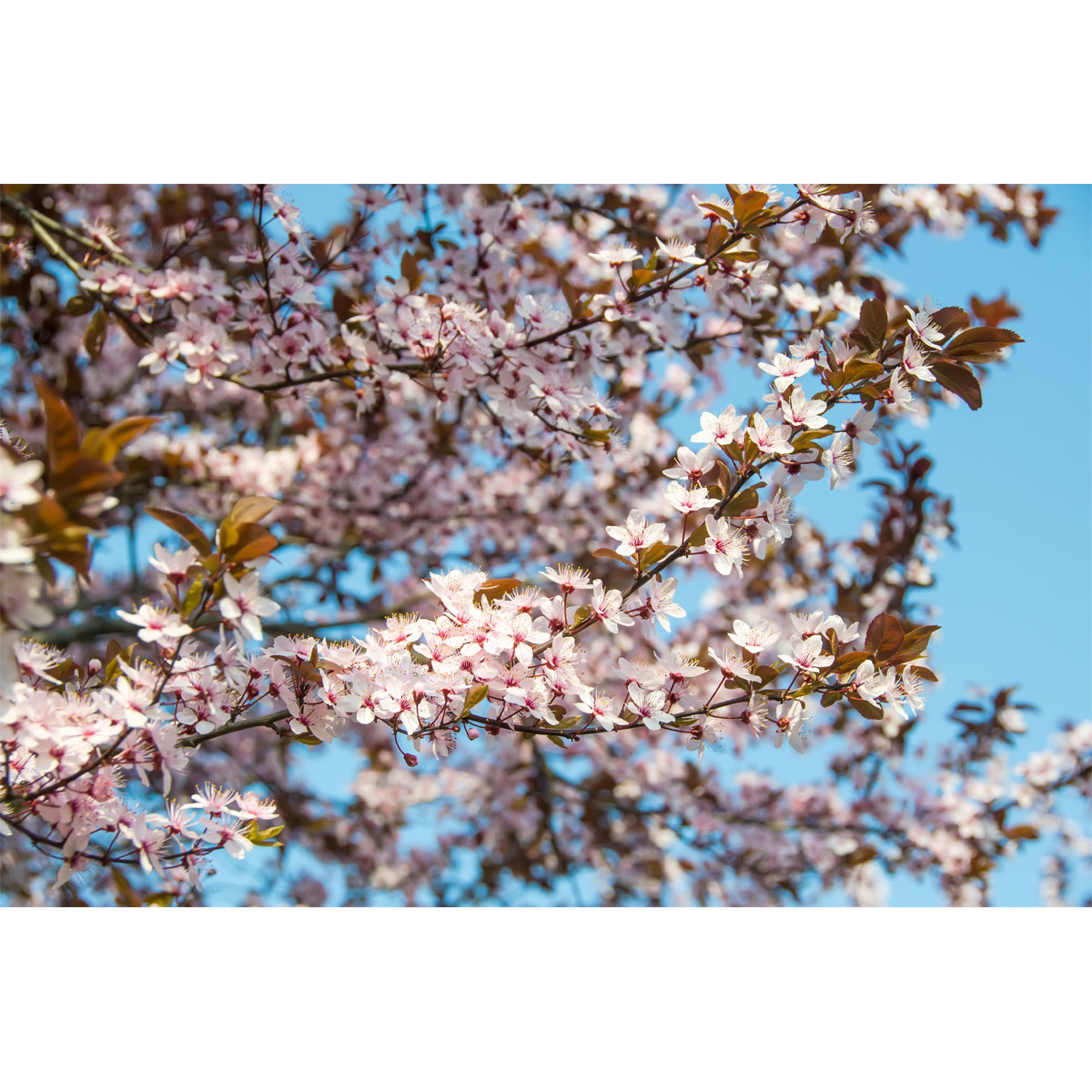 Plantiflor Großfruchtige Blutpflaume Trailblazer Topf Durchmesser 23 cm Bild 1