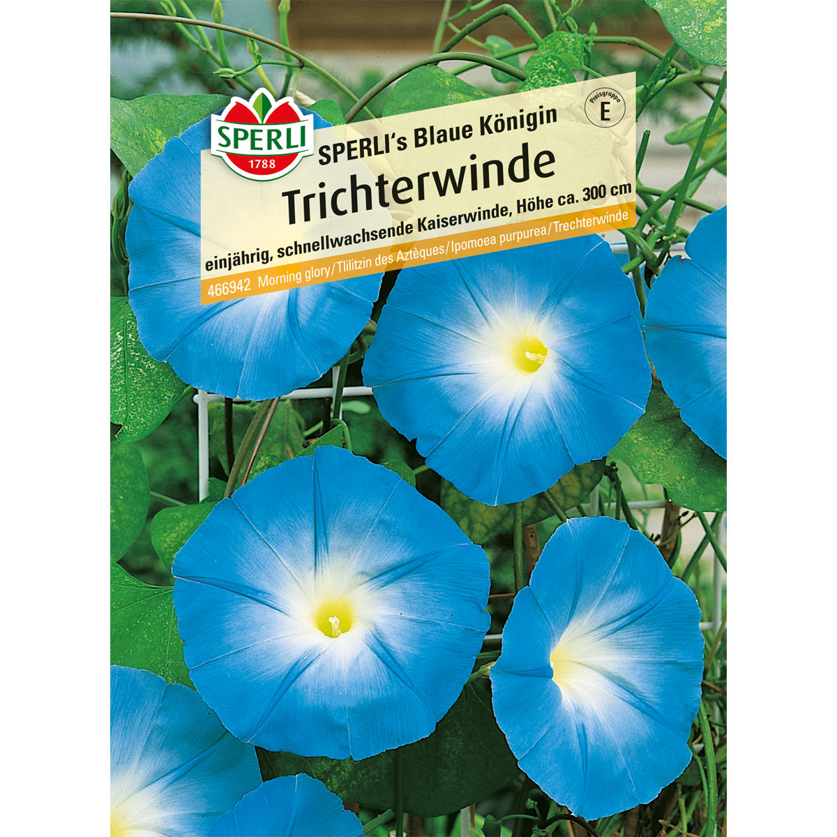 Sperli Trichterwinde s Blaue Königin