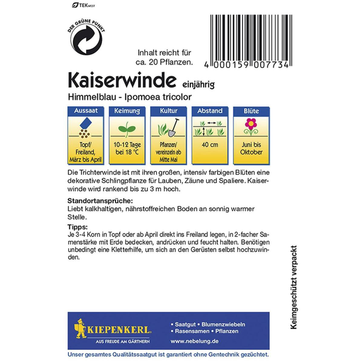 Kiepenkerl Kaiserwinde Ipomoea tricolor blau Bild 2