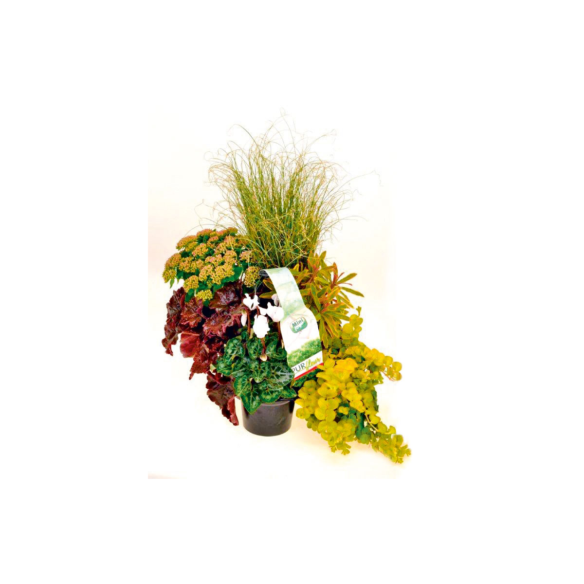 Plantiflor Herbstgarten 6er-Pack Topf Durchmesser 9 cm