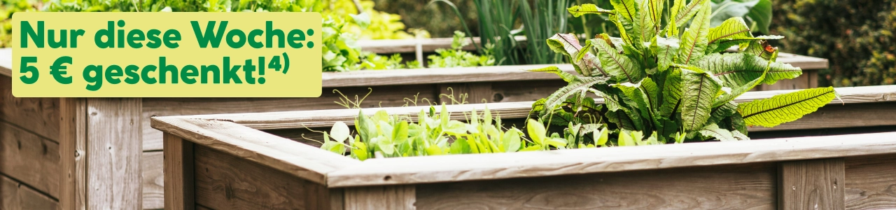 Hochbeet-Gutschein Aktion