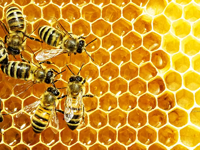 Mehrere Bienen arbeiten an einer honiggefüllten, goldenen Wabe im Bienenstock.