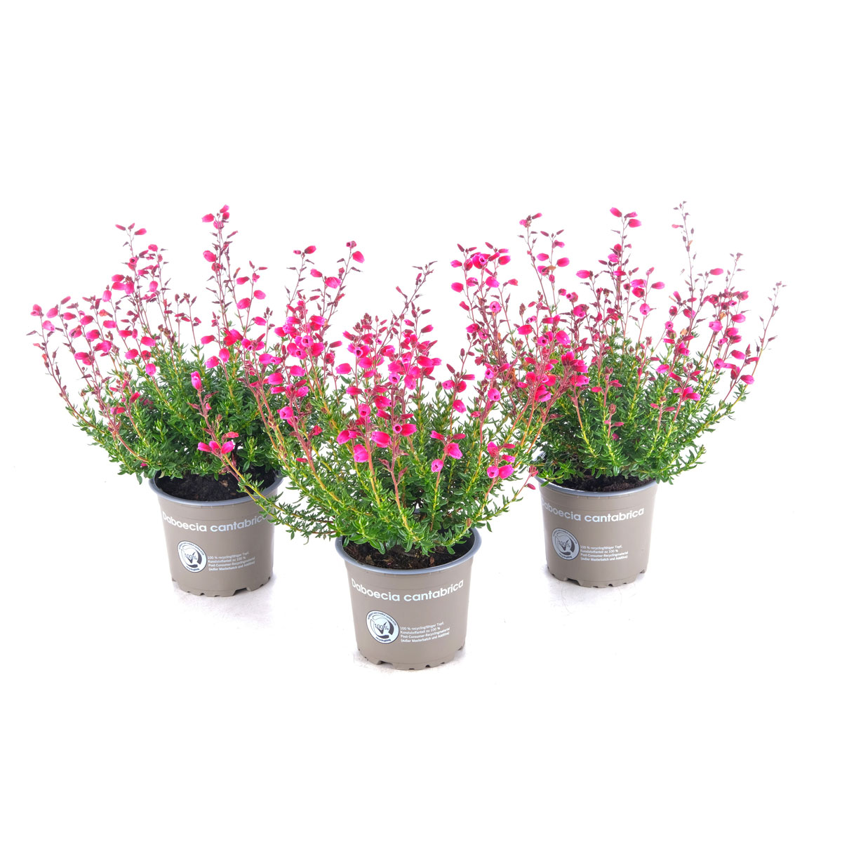 Glockenheide Topf- Durchmesser 11 cm Bild 1