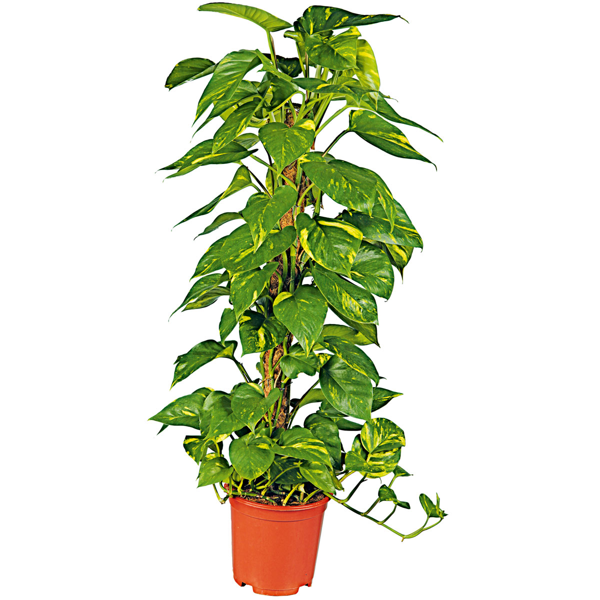 Plantiflor Efeutute Topf Durchmesser 21 cm