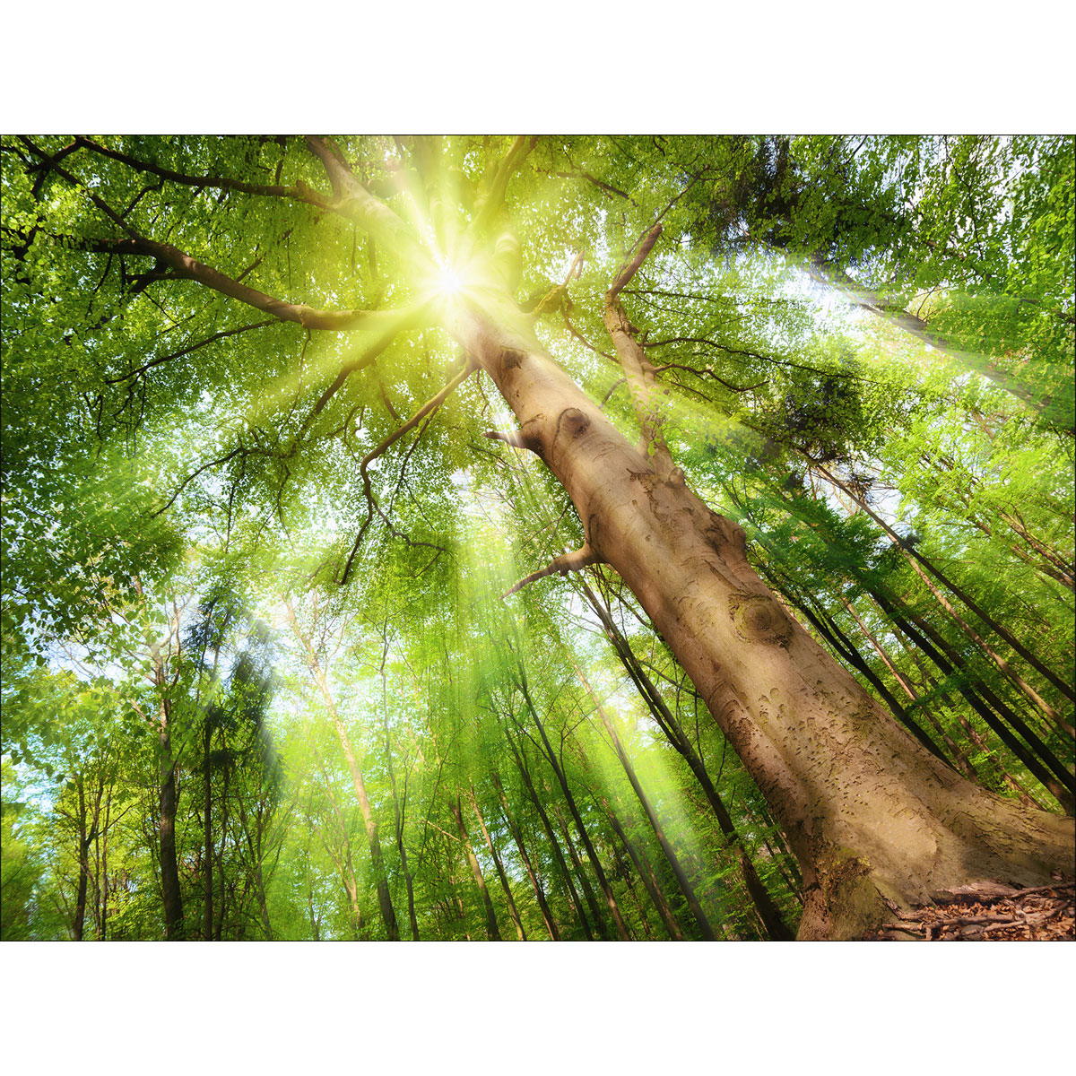 Canvas-Art Wald 60 x 80 cm Bild 1