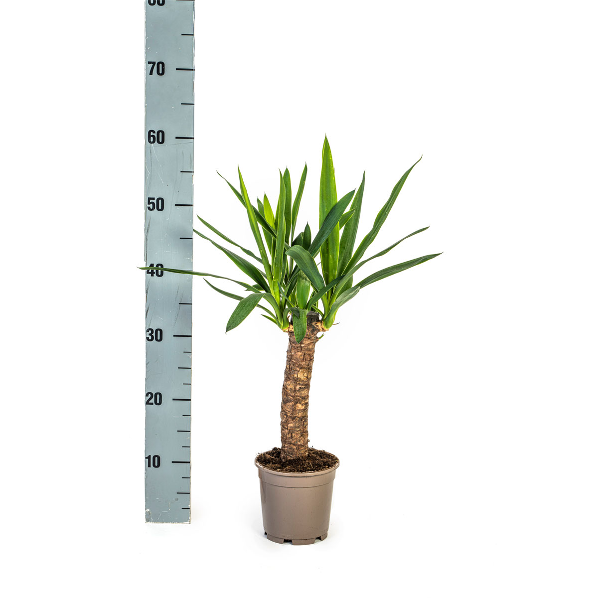 Yucca-Palme, 4 Stück, Topf Ø 13 cm Bild 2