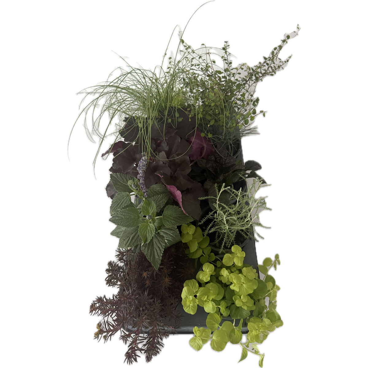 Plantiflor  Herbstzauber verschiedene Sorten Topf Durchmesser 11 cm Bild 2