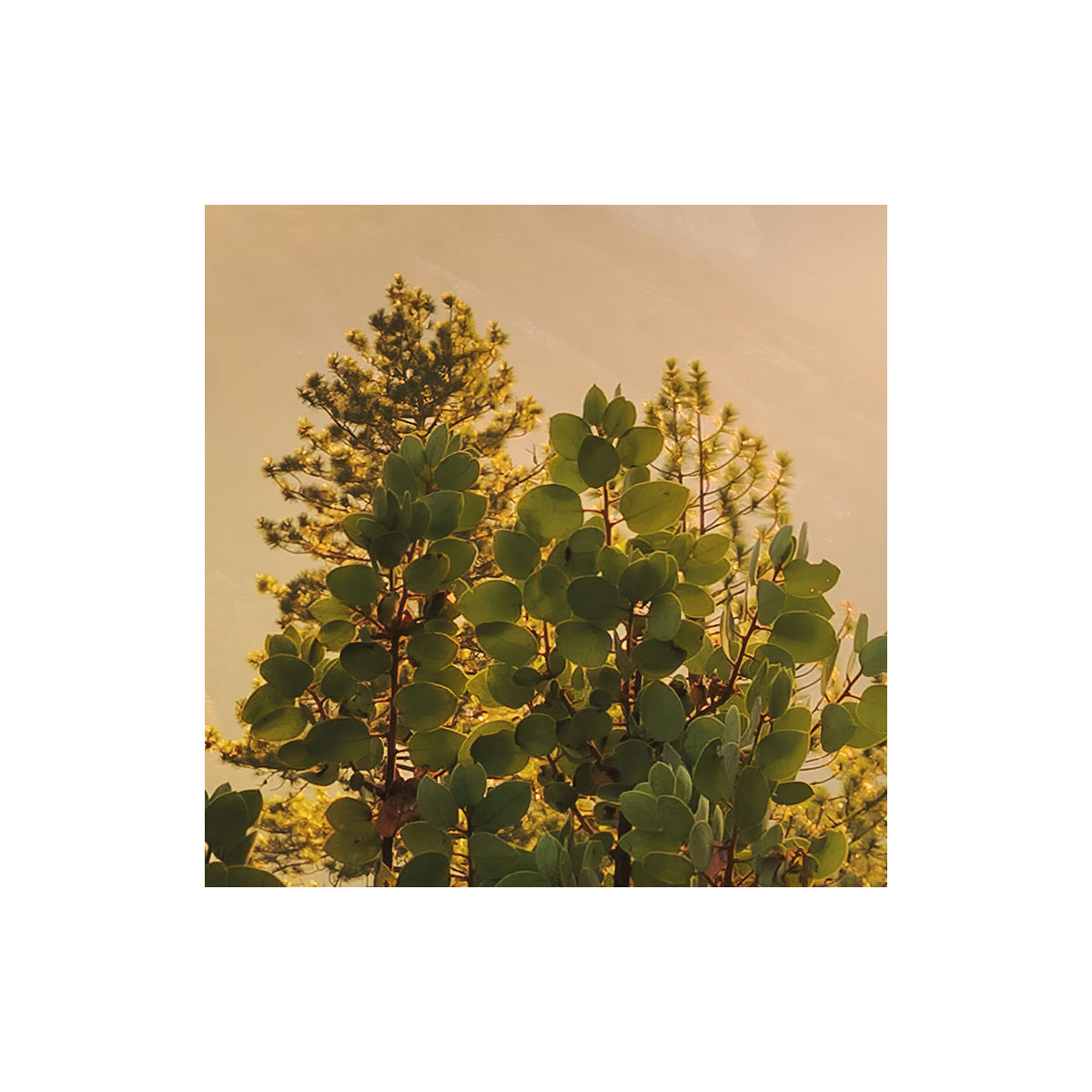 Komar  Vlies Fototapete Yosemites Secret 450x280 cm Bild 5