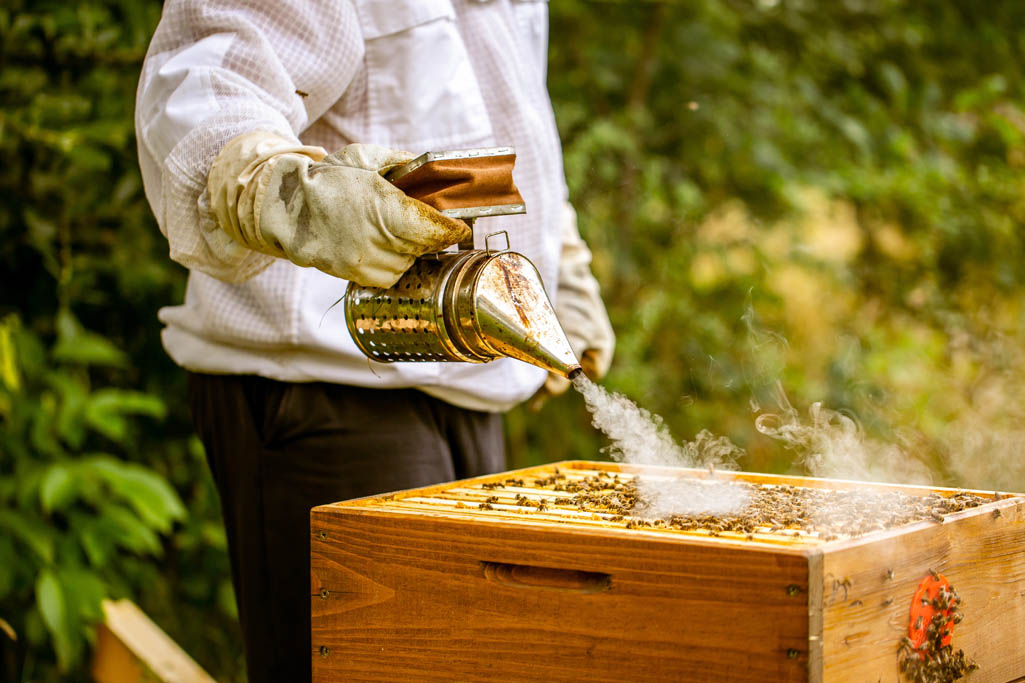 Ein Mann der seine Bienen mit einem Smoker behandelt