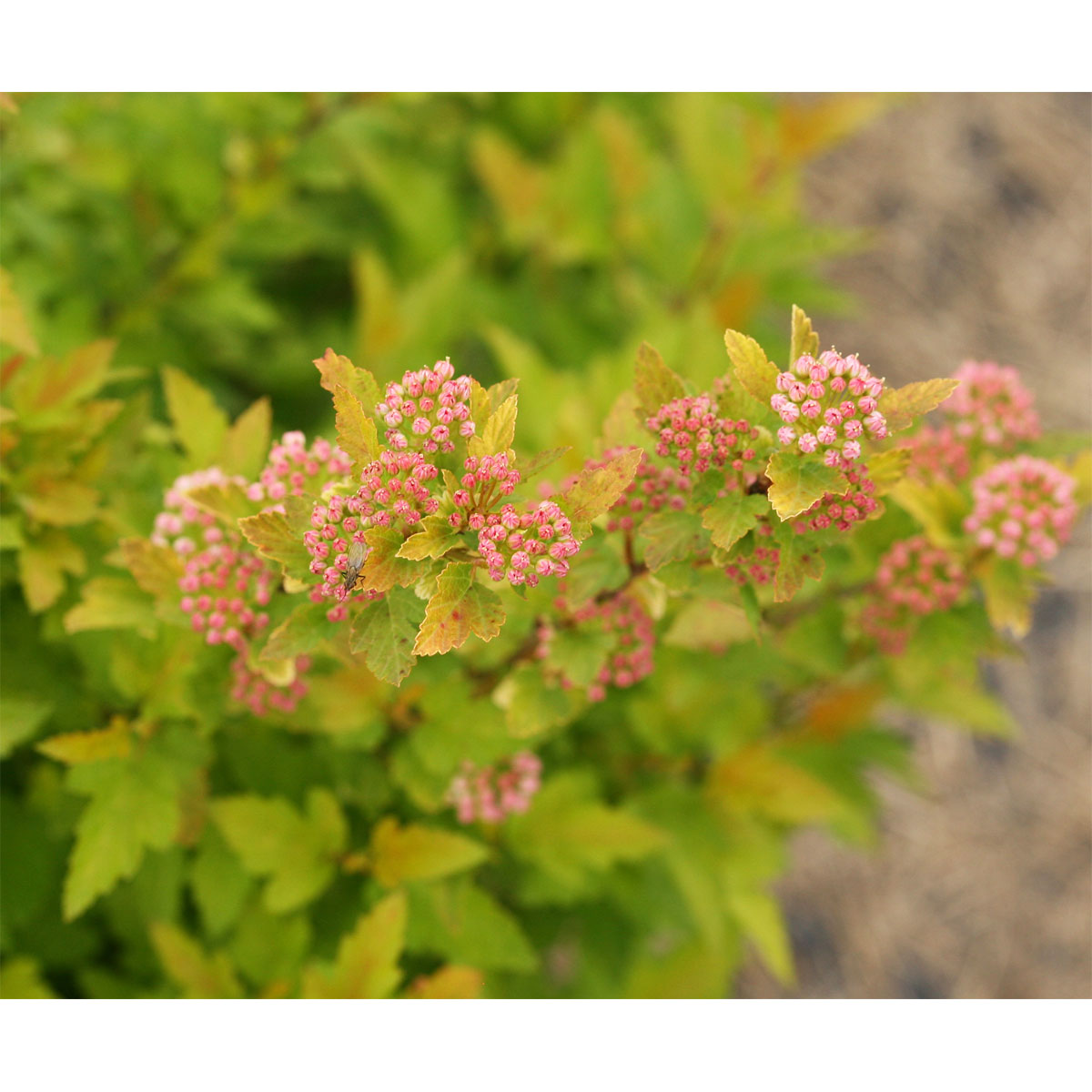 Plantiflor Gelbe Blasenspiere Proven Winners Tiny Win Gold Topf Durchmesser 19 cm