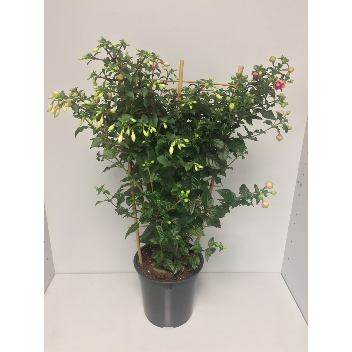 Plantiflor  Fuchsie am Spalier T19