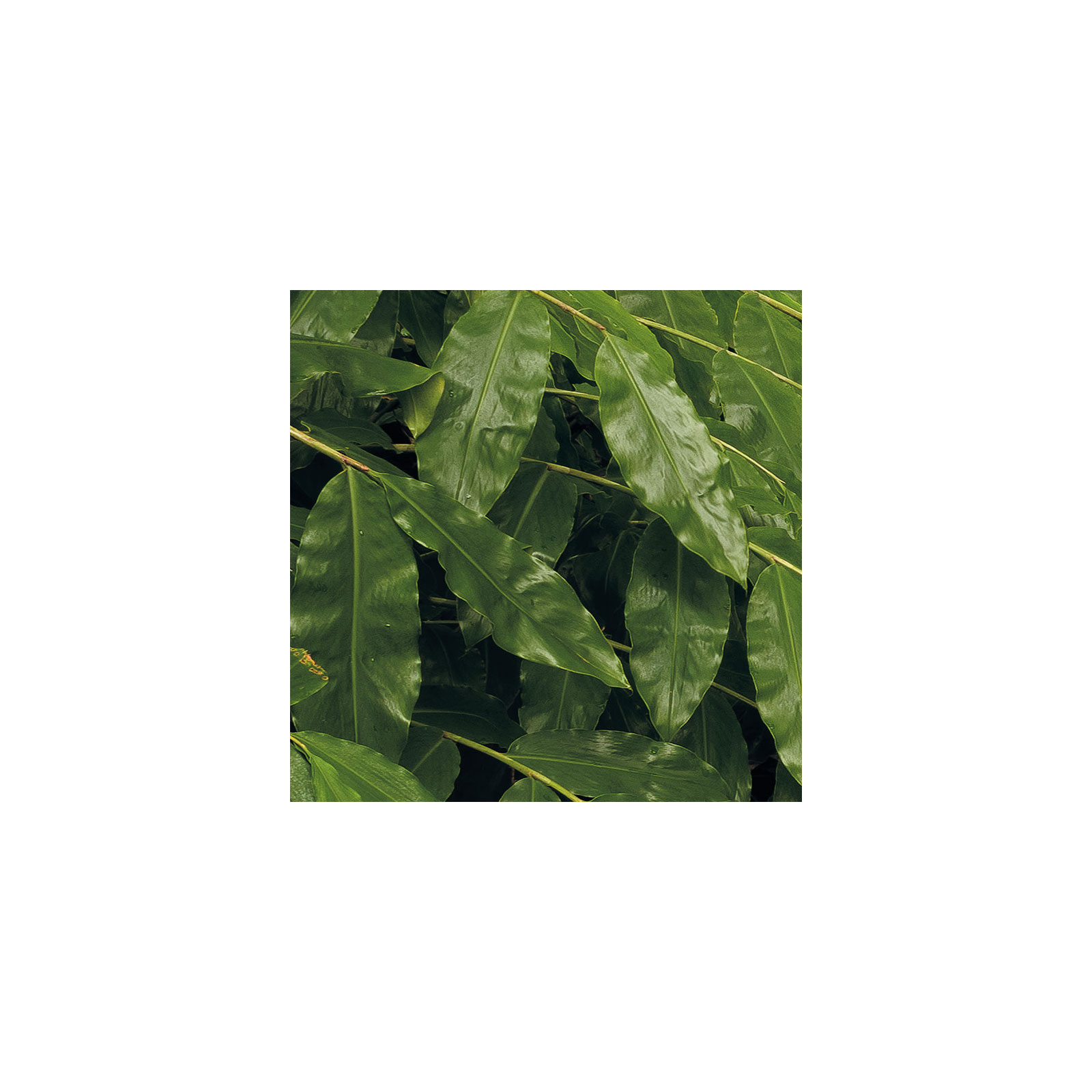 Komar  Vlies Fototapete The Path 200x250 cm Bild 4