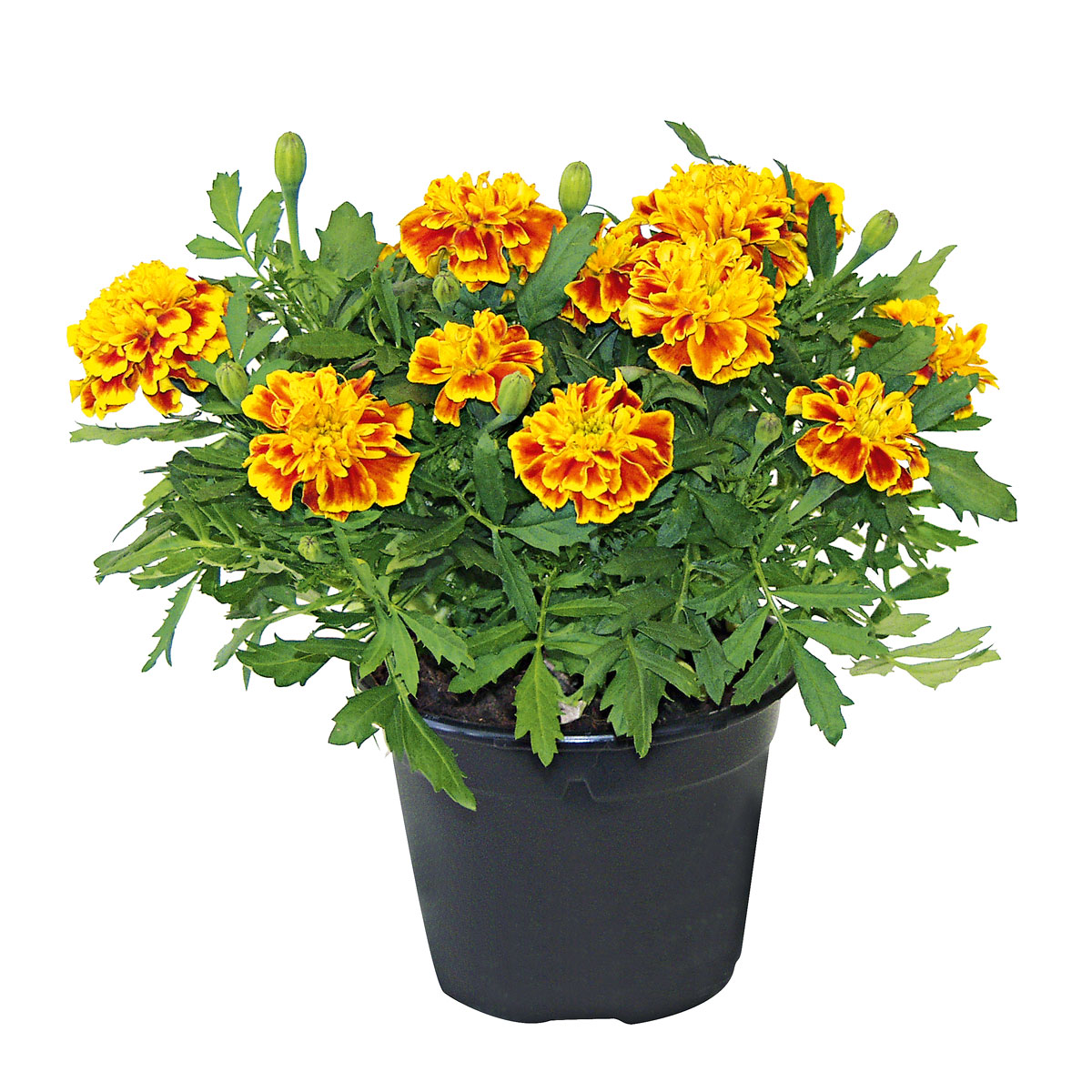 Plantiflor  Tagetes Topf Durchmesser 10,5 cm Bild 2